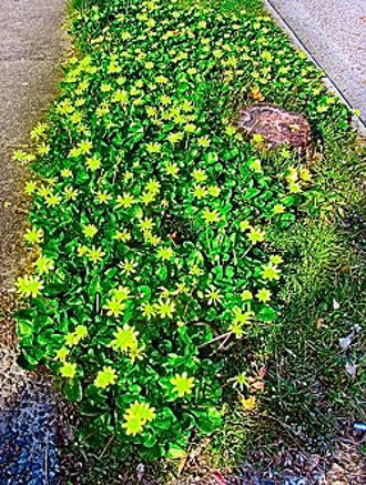 This is Lesser Celandine. Its shiny leaves and waxy flowers are quite different from Dandelions!