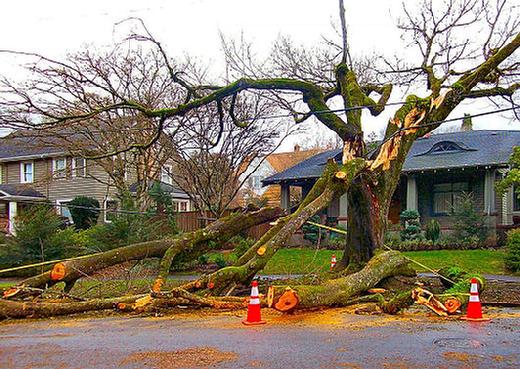 This street tree at S.E. 27th and Knapp was still standing � but many of its limbs were down on the sidewalk, down in the street, and down on the utility lines. This tree had certainly had better days than this one.
