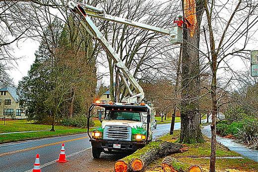 A street tree on Woodstock Boulevard across from Reed College lost a huge branch in the wind, cut up and left at the side of the road by PBOT; and then PGE crews responded to repair the power lines it had brought down.