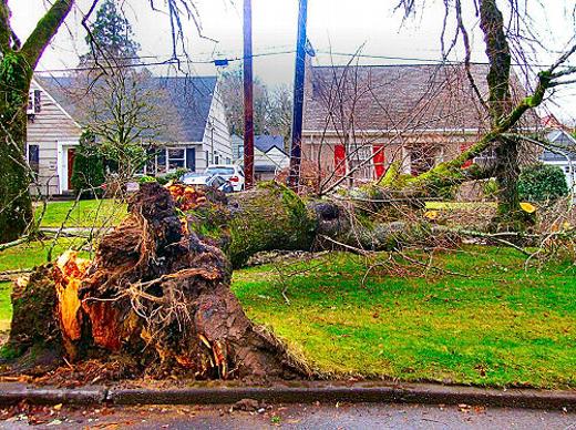One of Eastmoreland�s signature elm trees uprooted and fell entirely across the grass median along Reed College Place, in the course of the December 27th rain and wind storm.