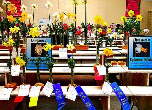 Award-winning daffodils on display at this year�s Crystal Springs Rhododendron Garden �Early Rhododendron and Daffodil Show and Sale�, in April.